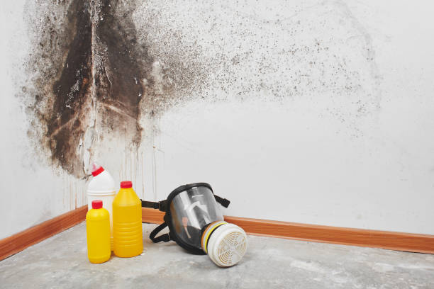 Best Mold Remediation for Specific Building Types in Golden Grove, SC