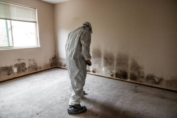 Best Post-Flood Mold Remediation in Golden Grove, SC