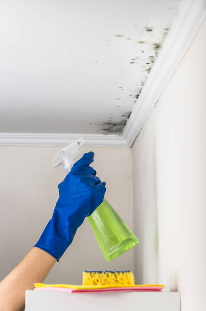 Best Industrial Mold Remediation in Golden Grove, SC